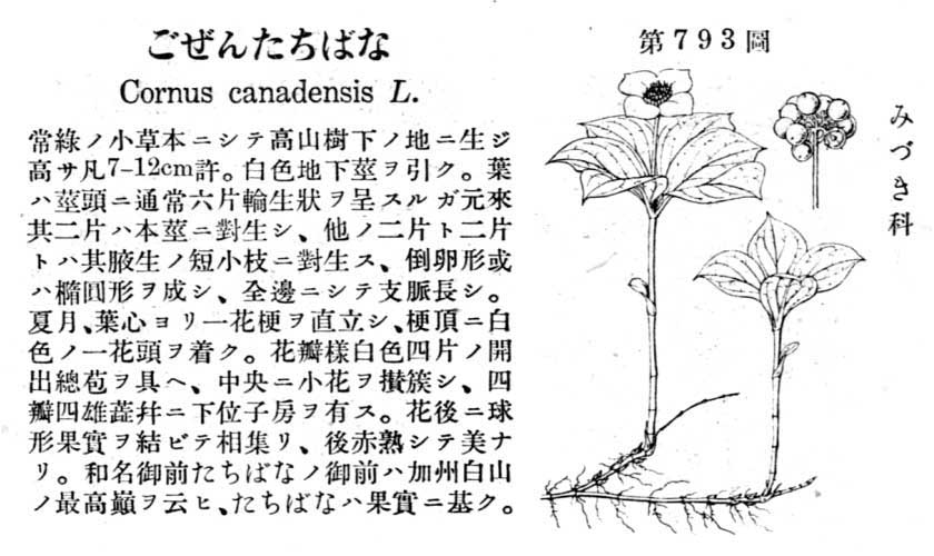 植物図鑑