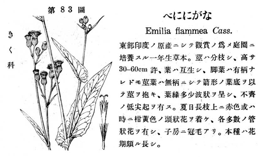 植物図鑑