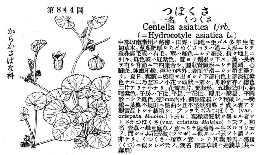 植物図鑑