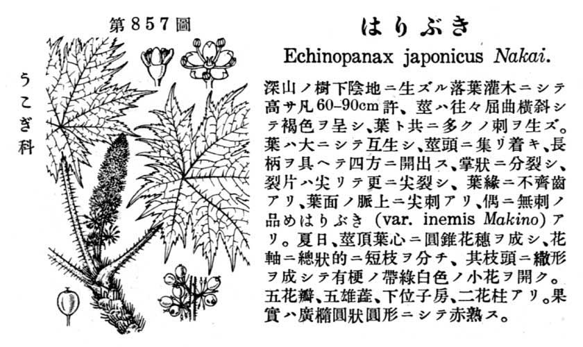 植物図鑑