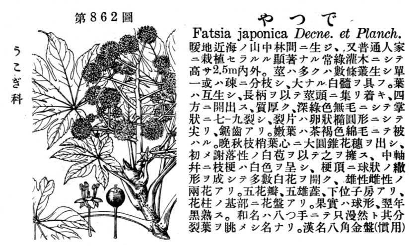 植物図鑑