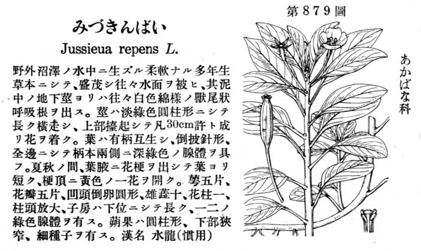 植物図鑑