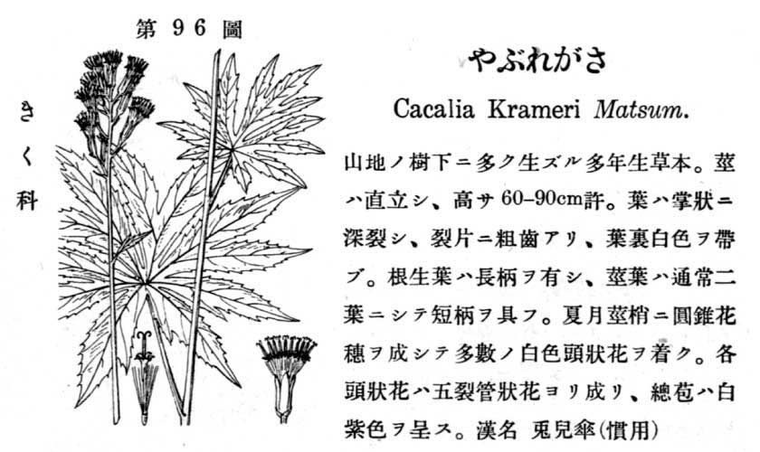 植物図鑑