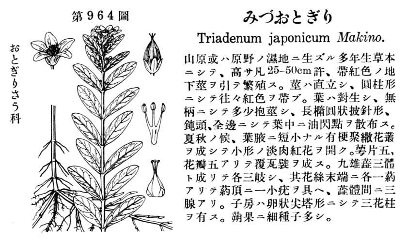 植物図鑑