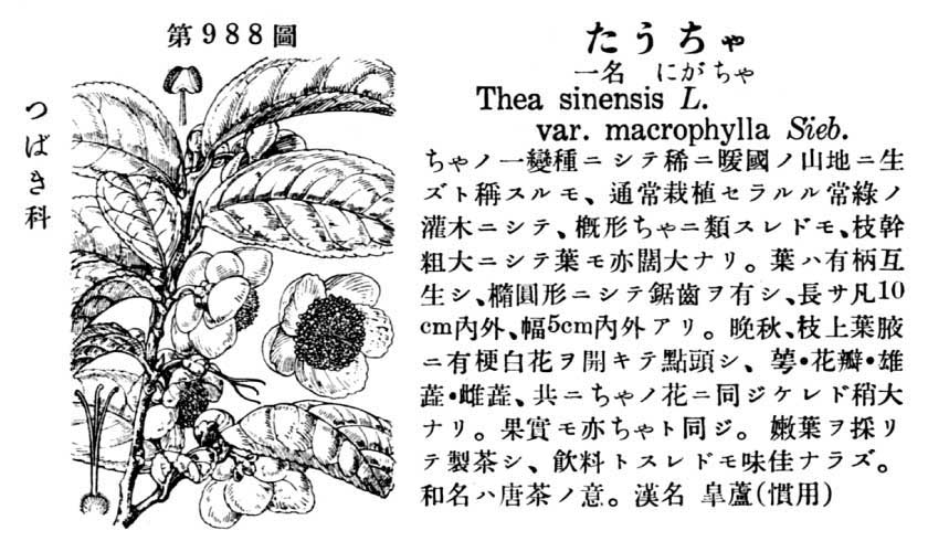 植物図鑑