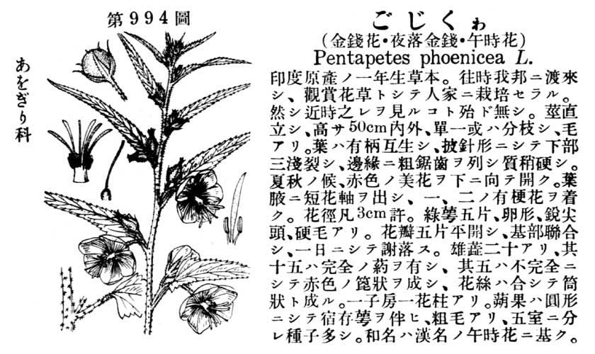 植物図鑑