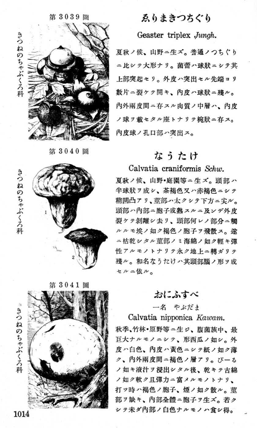 植物図鑑