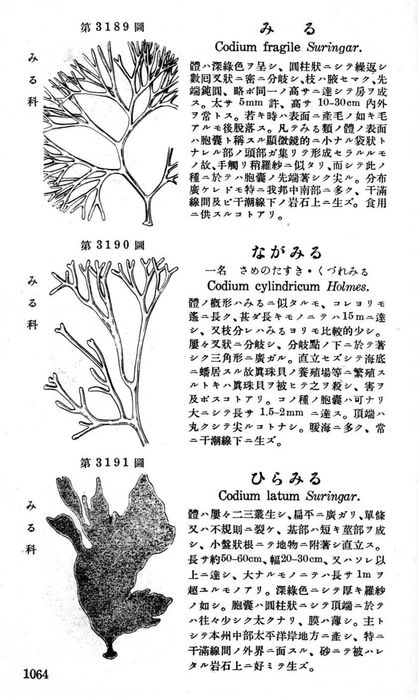 植物図鑑