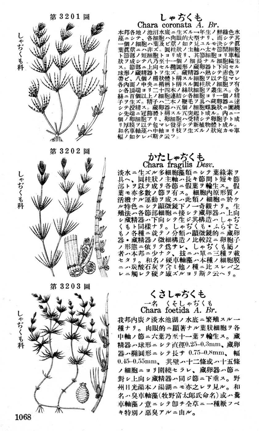 植物図鑑