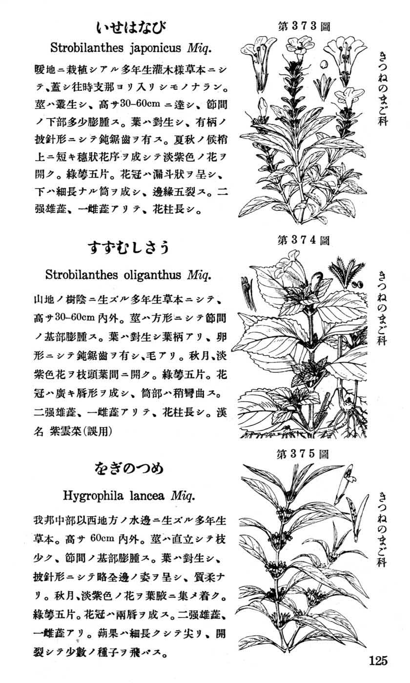 植物図鑑