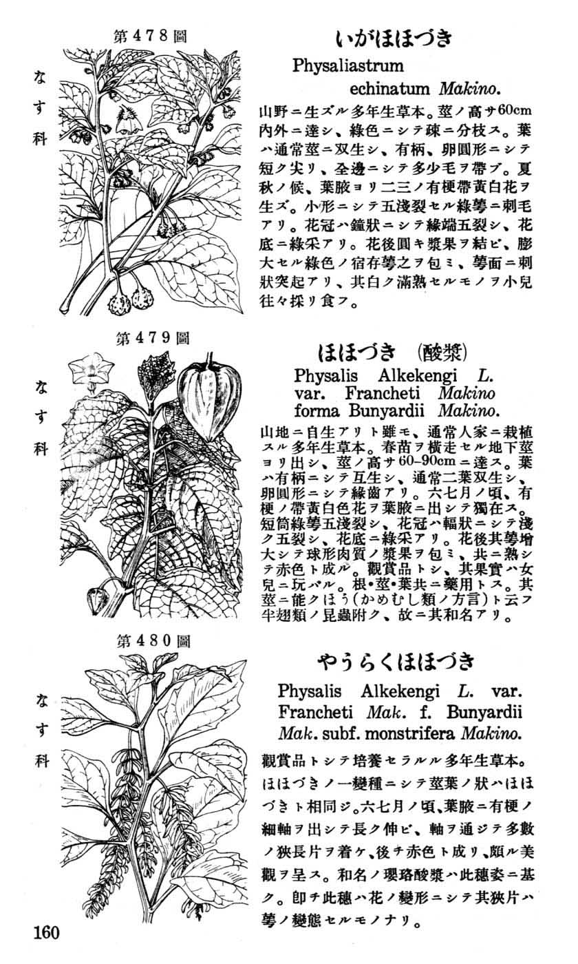 植物図鑑