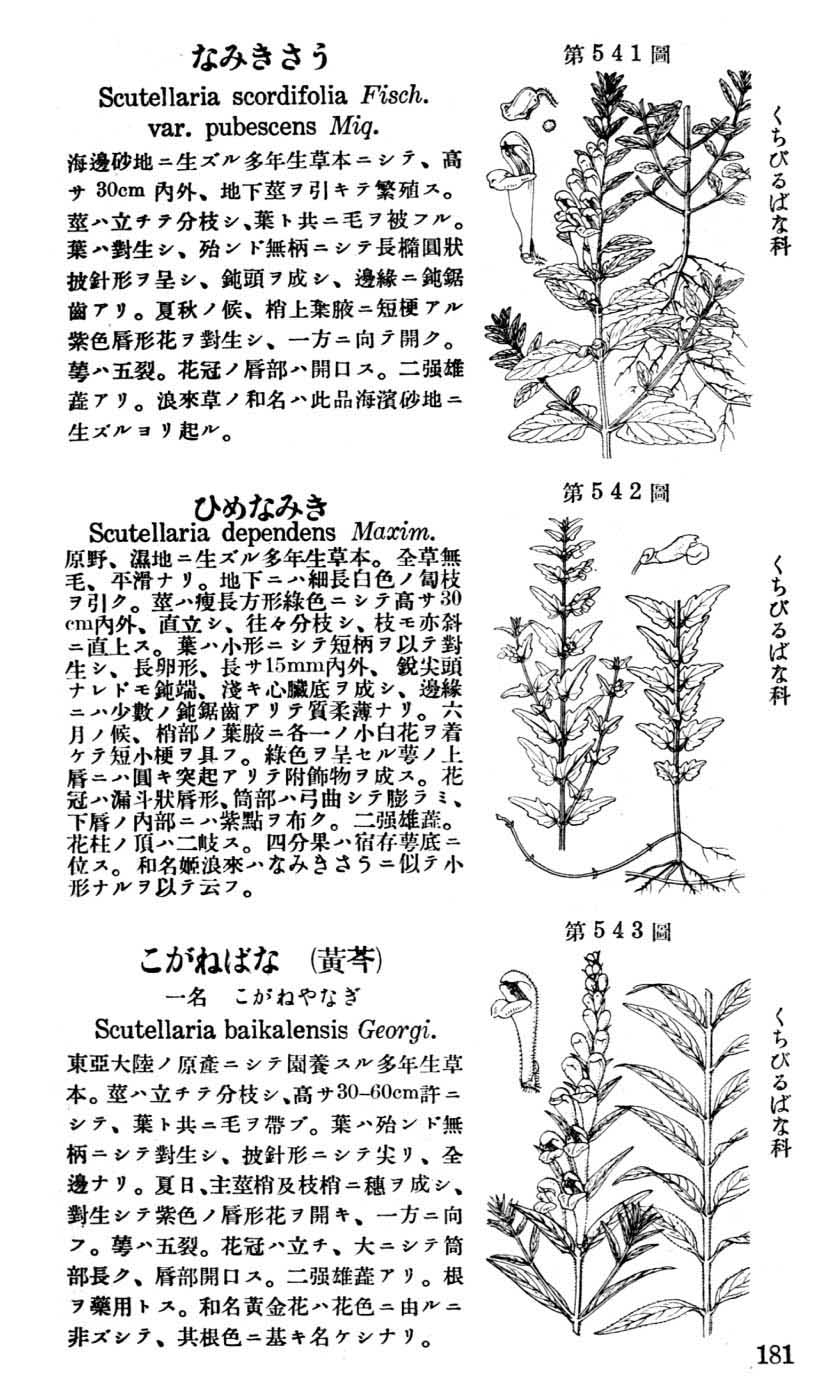 植物図鑑