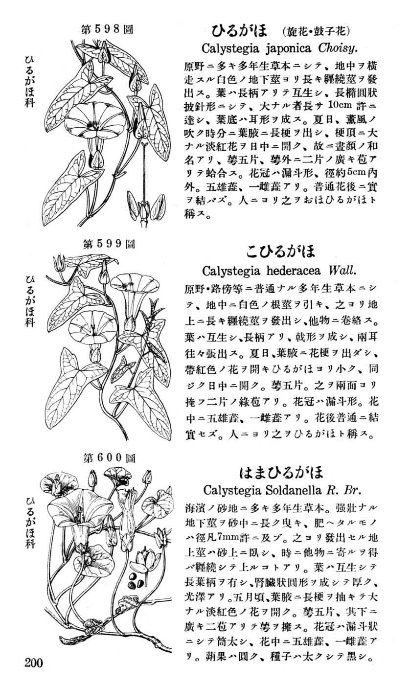 植物図鑑