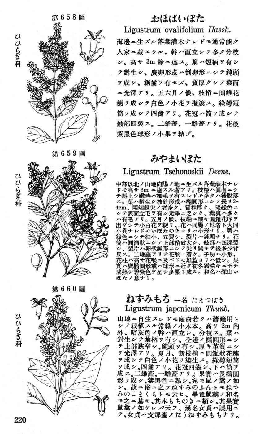 植物図鑑