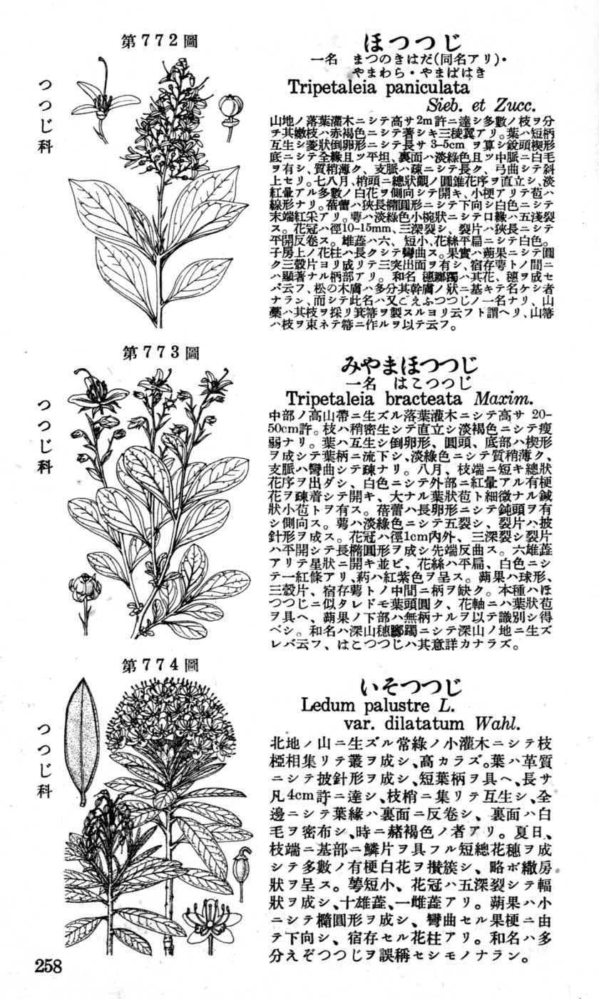 植物図鑑