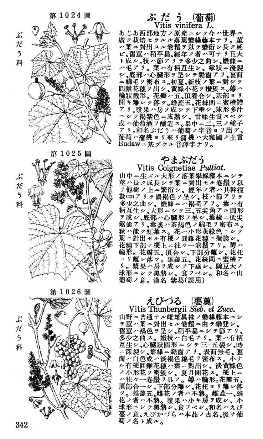 植物図鑑