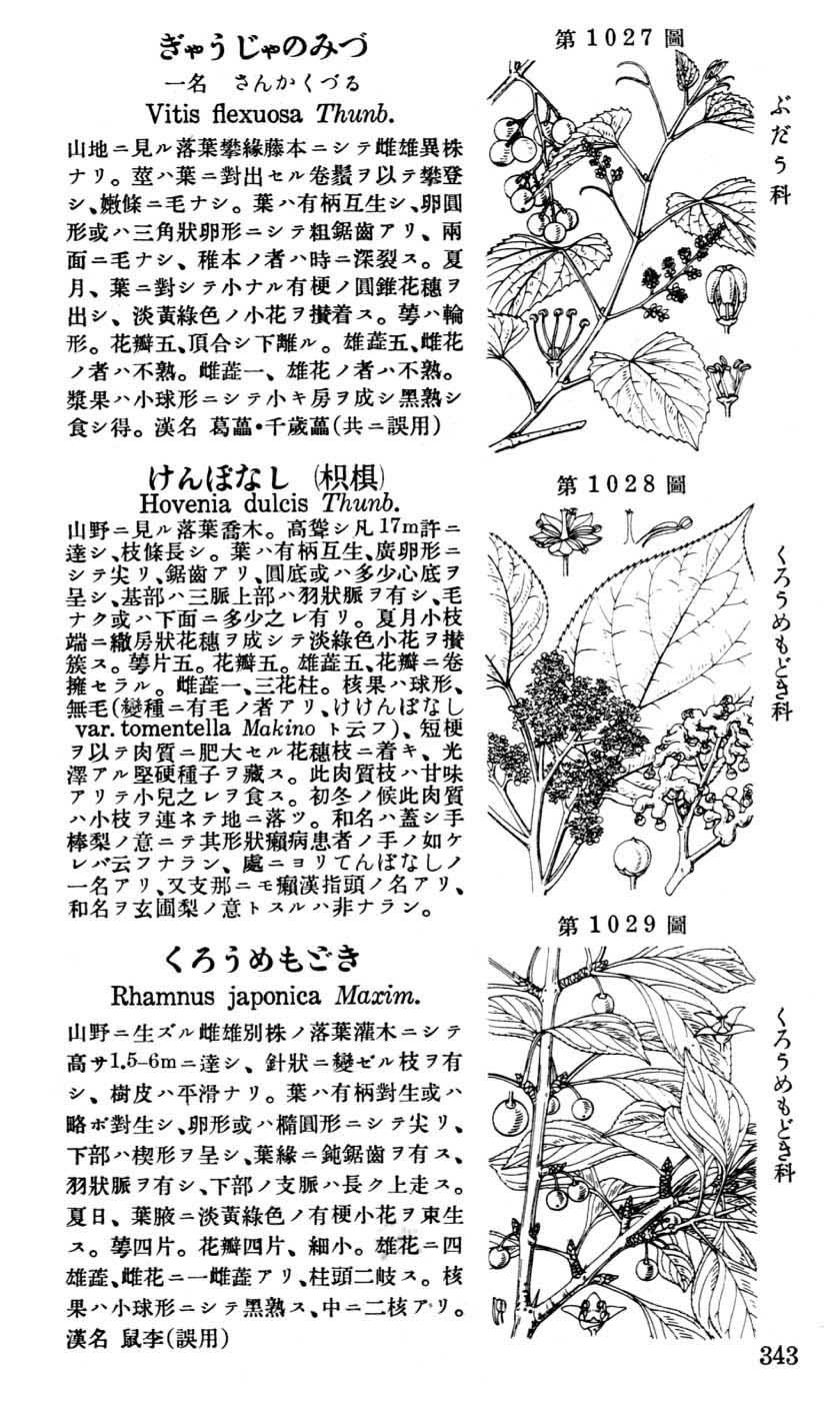 植物図鑑