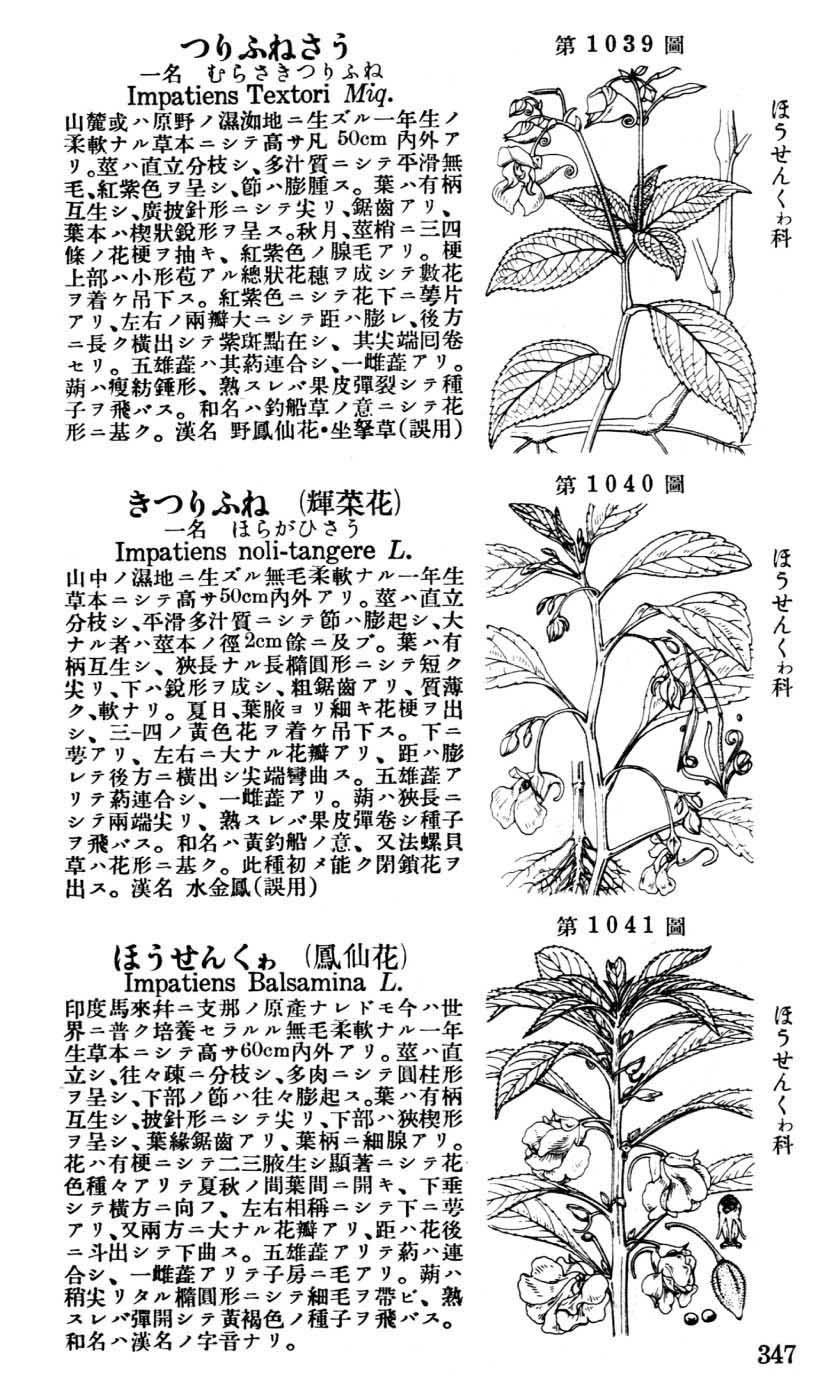 植物図鑑