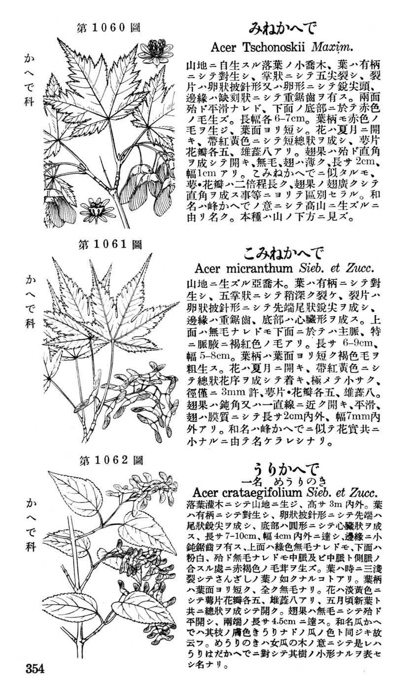 植物図鑑