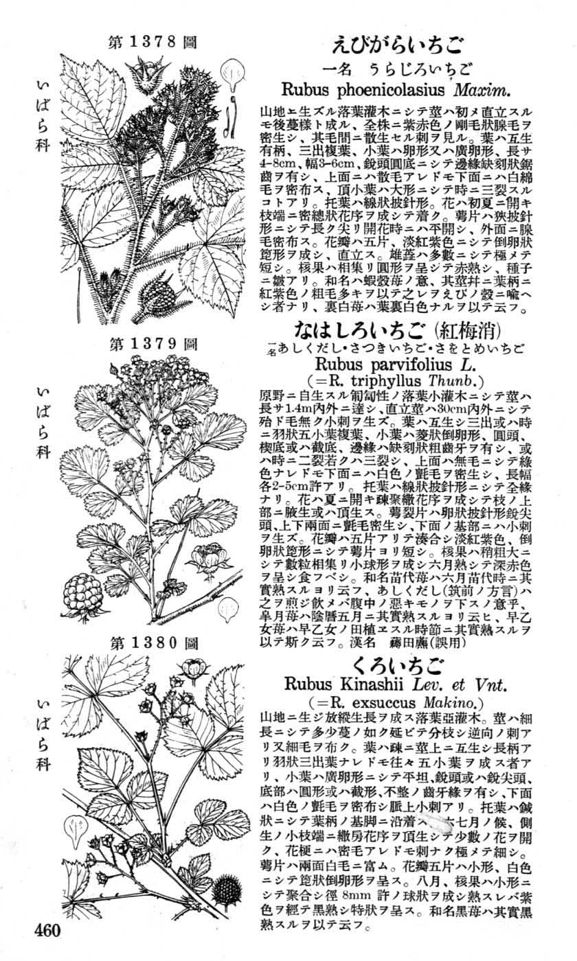 植物図鑑