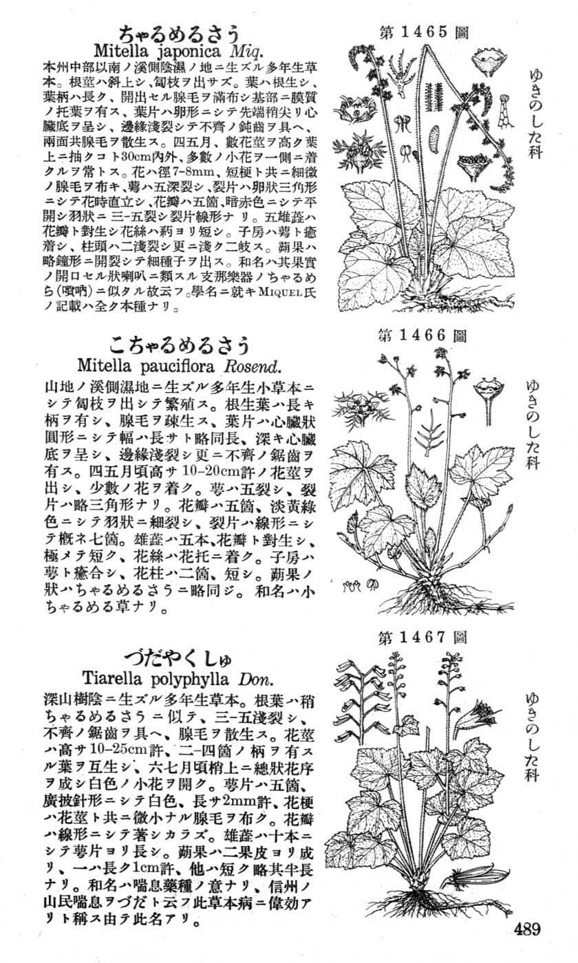 植物図鑑