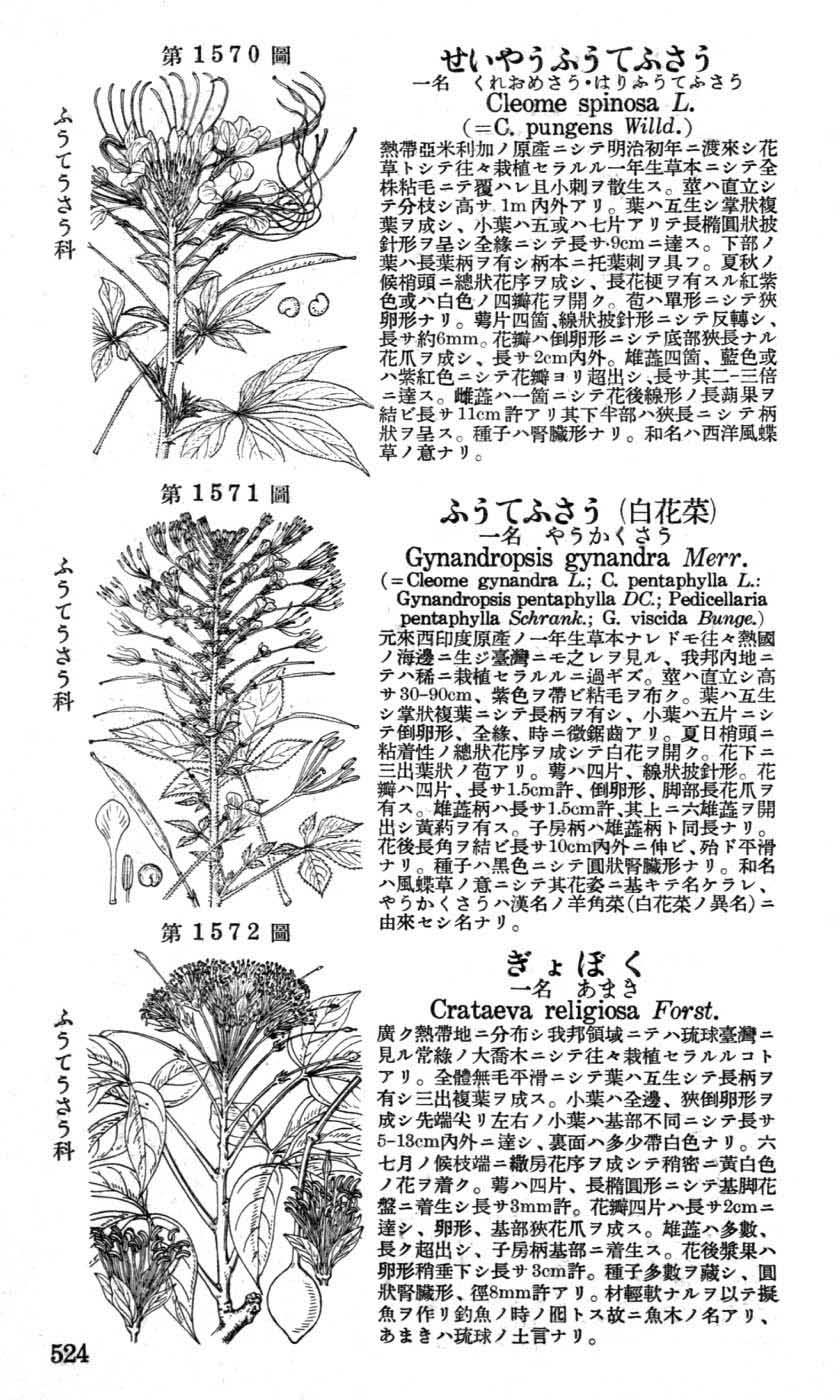 植物図鑑