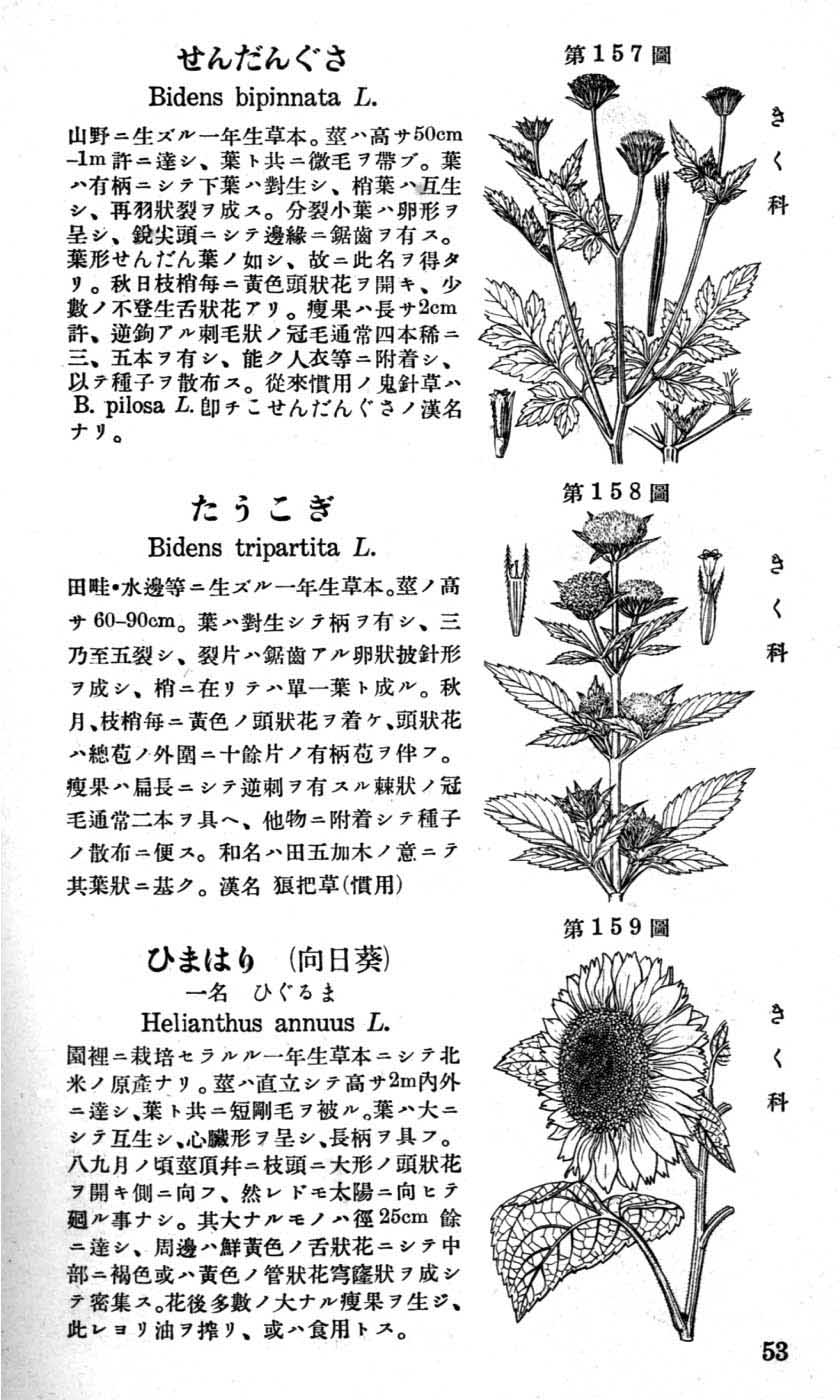 植物図鑑
