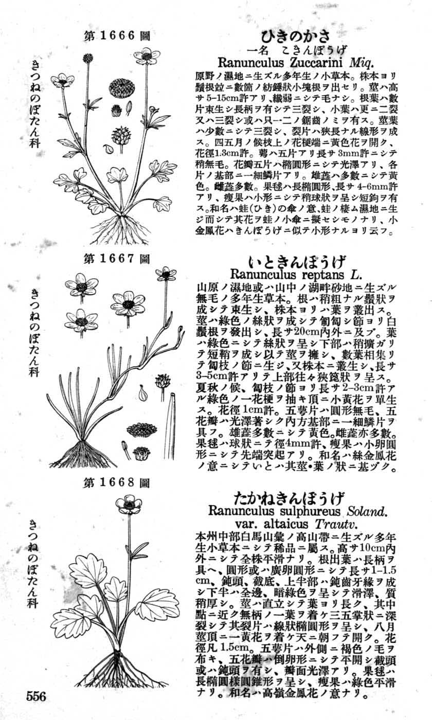 植物図鑑