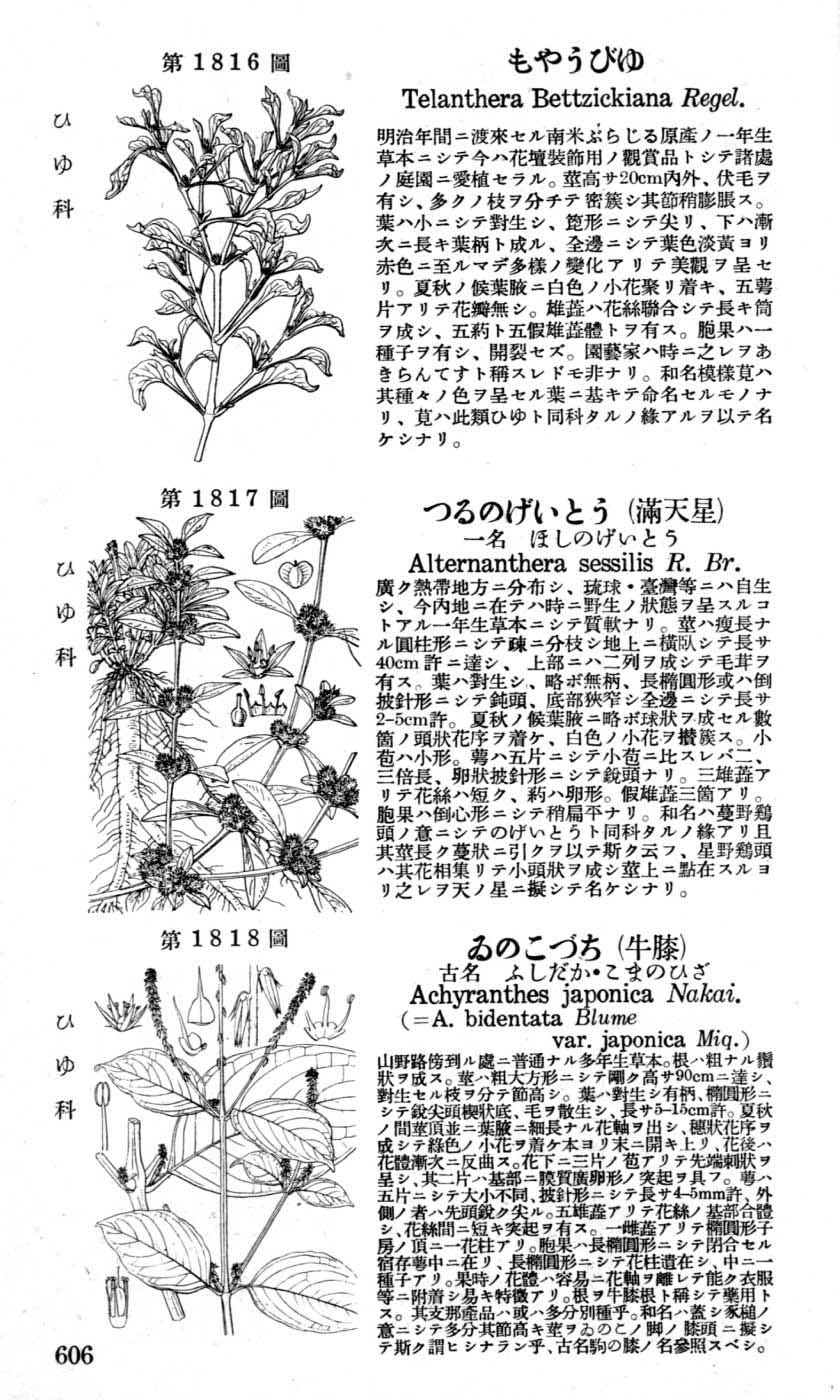 植物図鑑