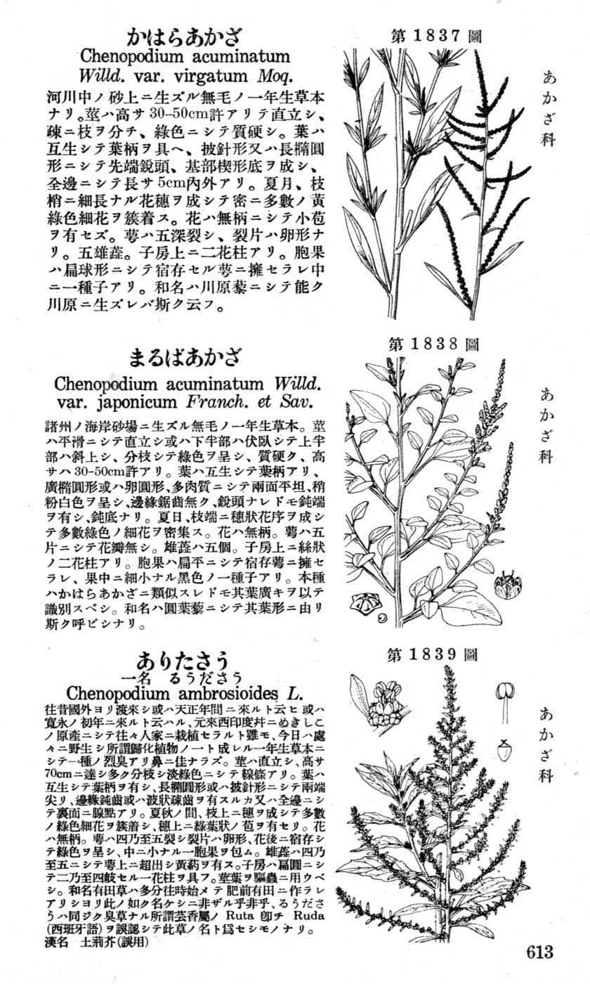 植物図鑑