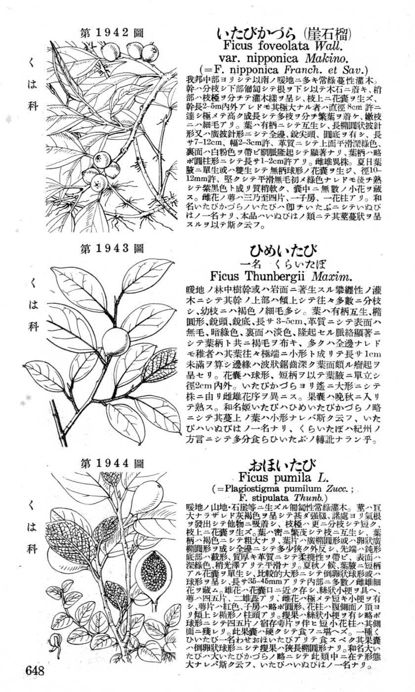 植物図鑑