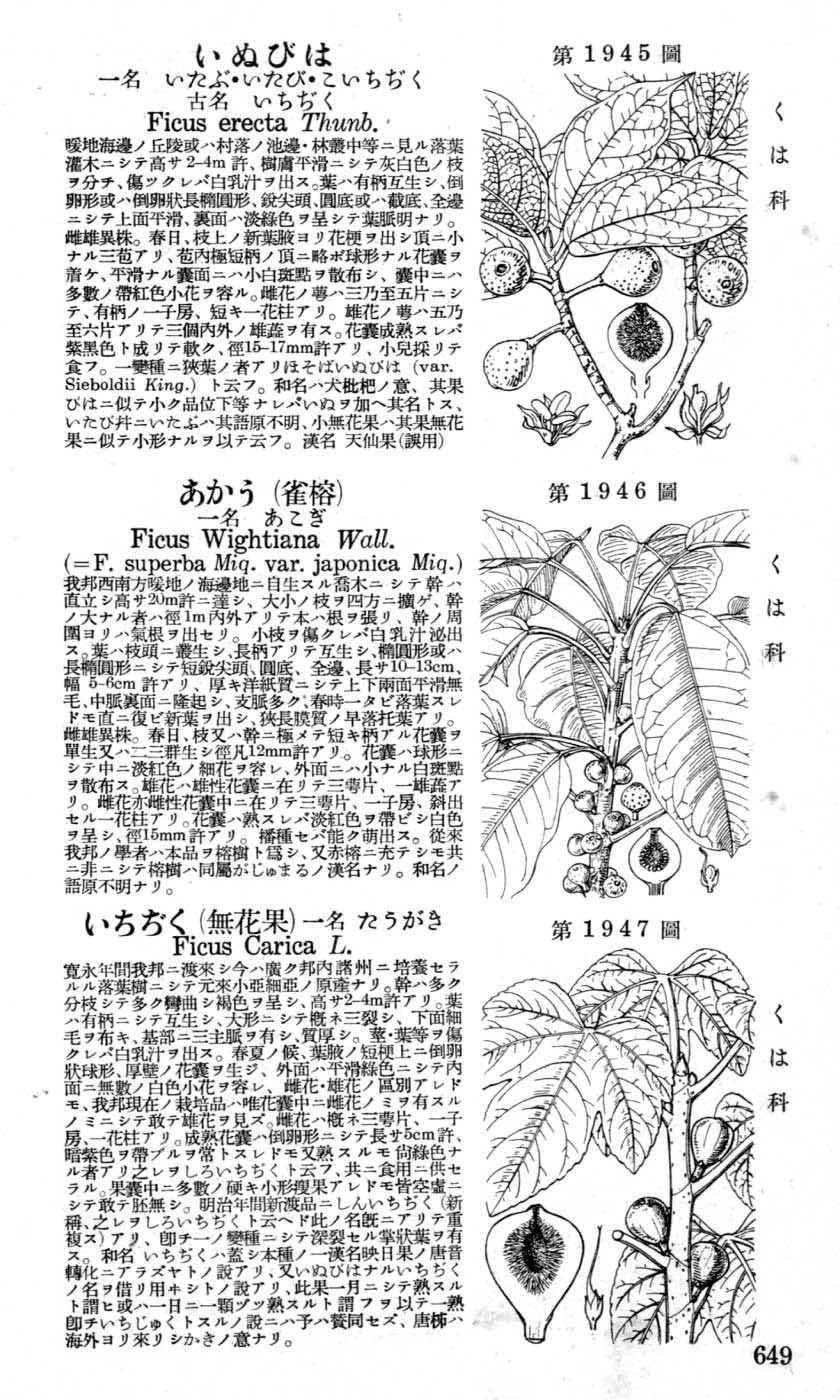 植物図鑑