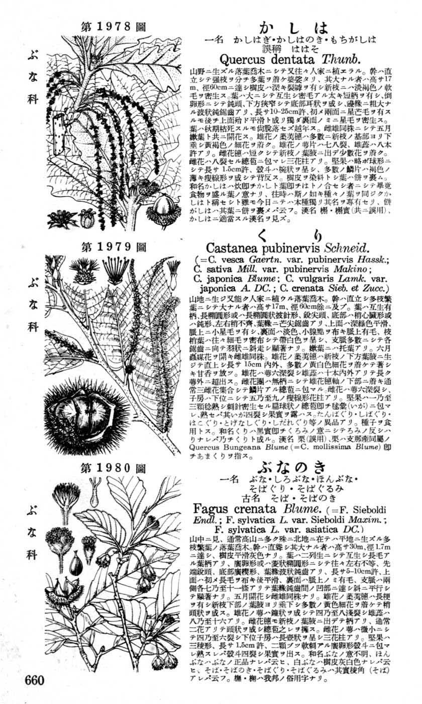 特別セール 兵庫県産植物図譜上下巻 7セット - 本