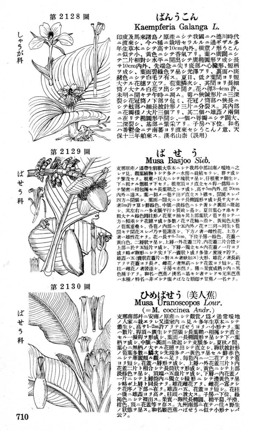 植物図鑑