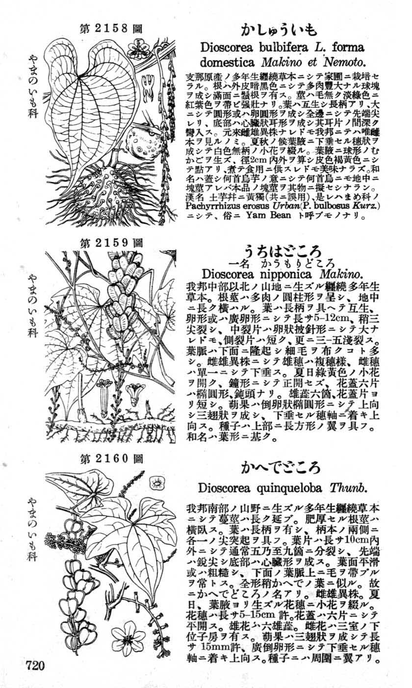 植物図鑑