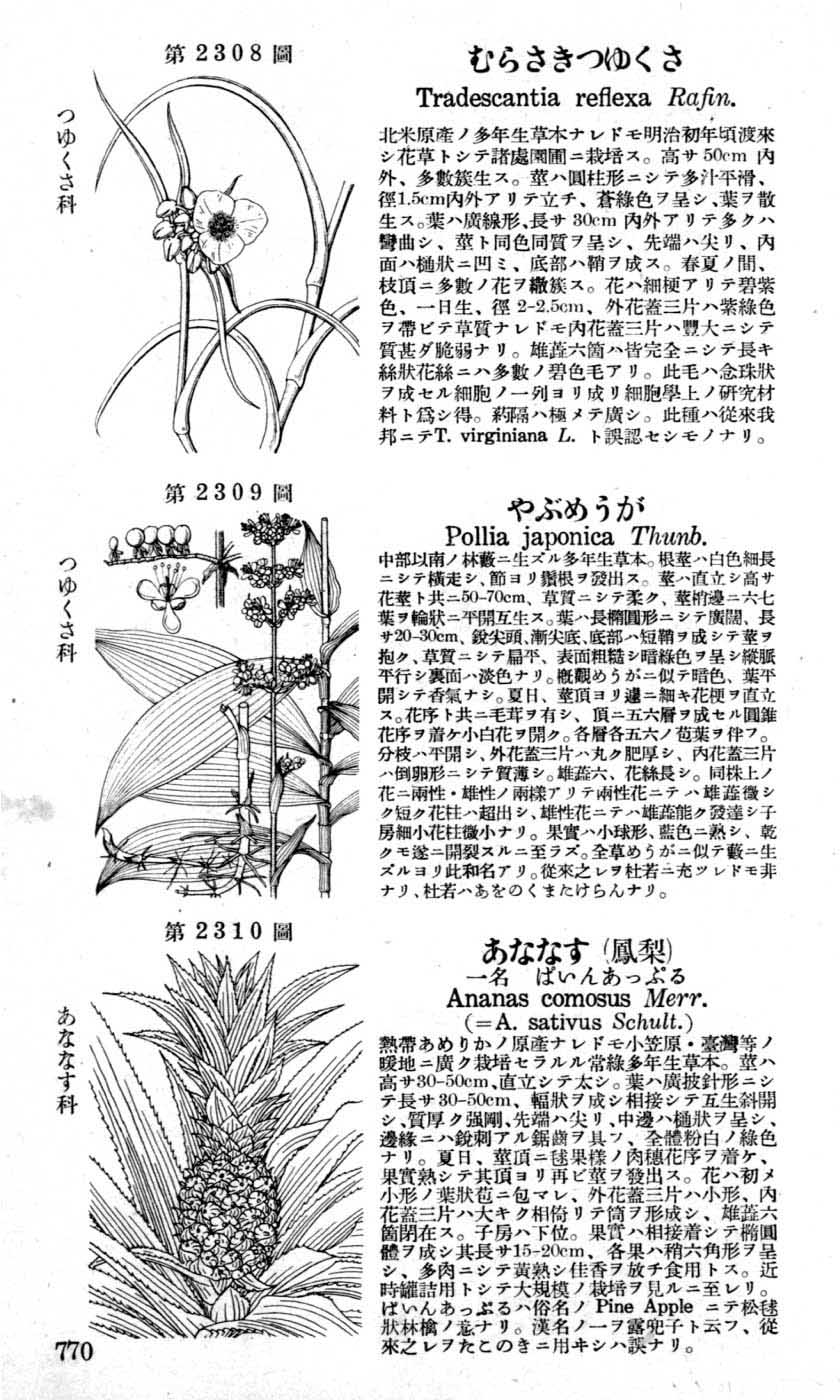 植物図鑑