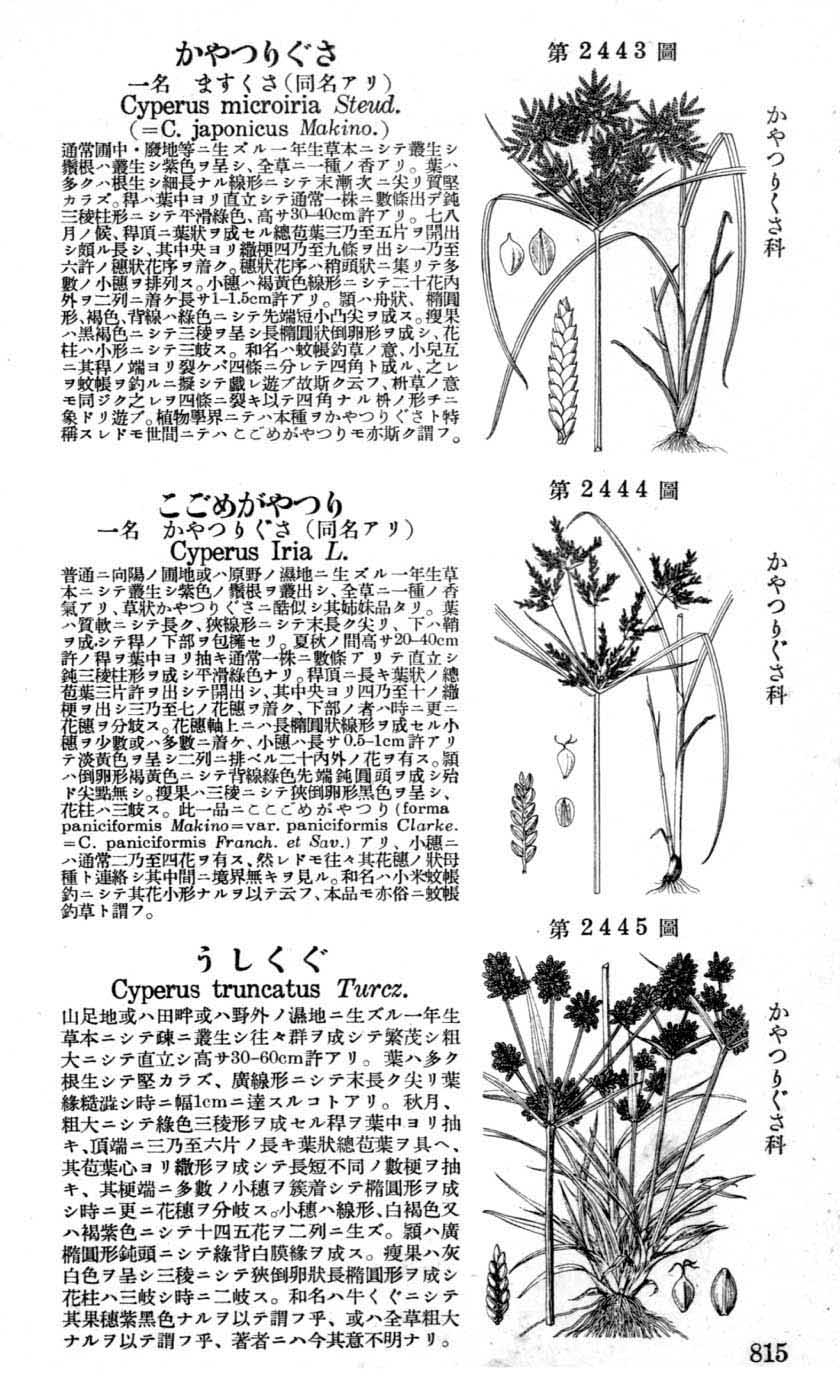 植物図鑑