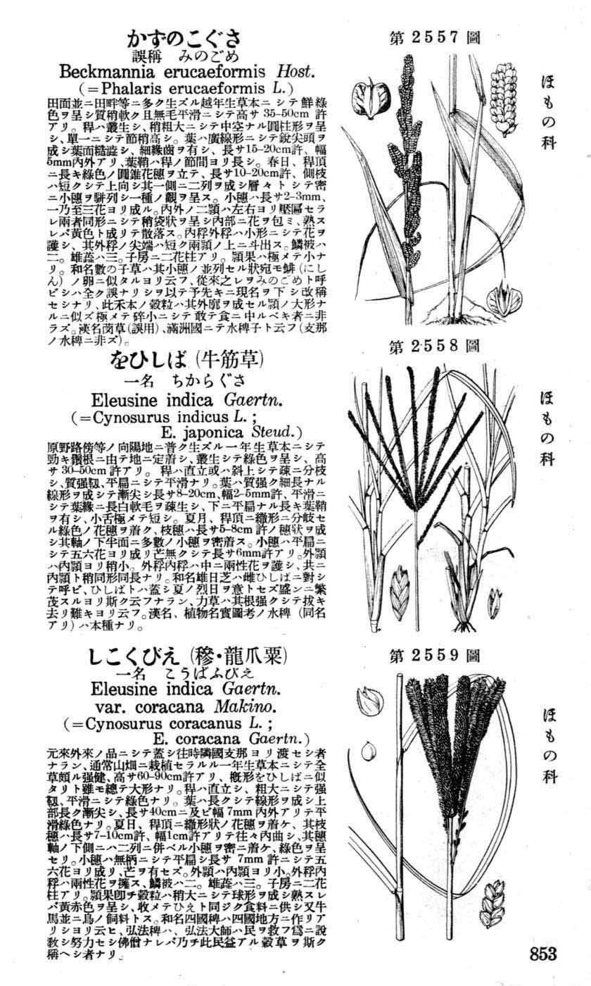 植物図鑑