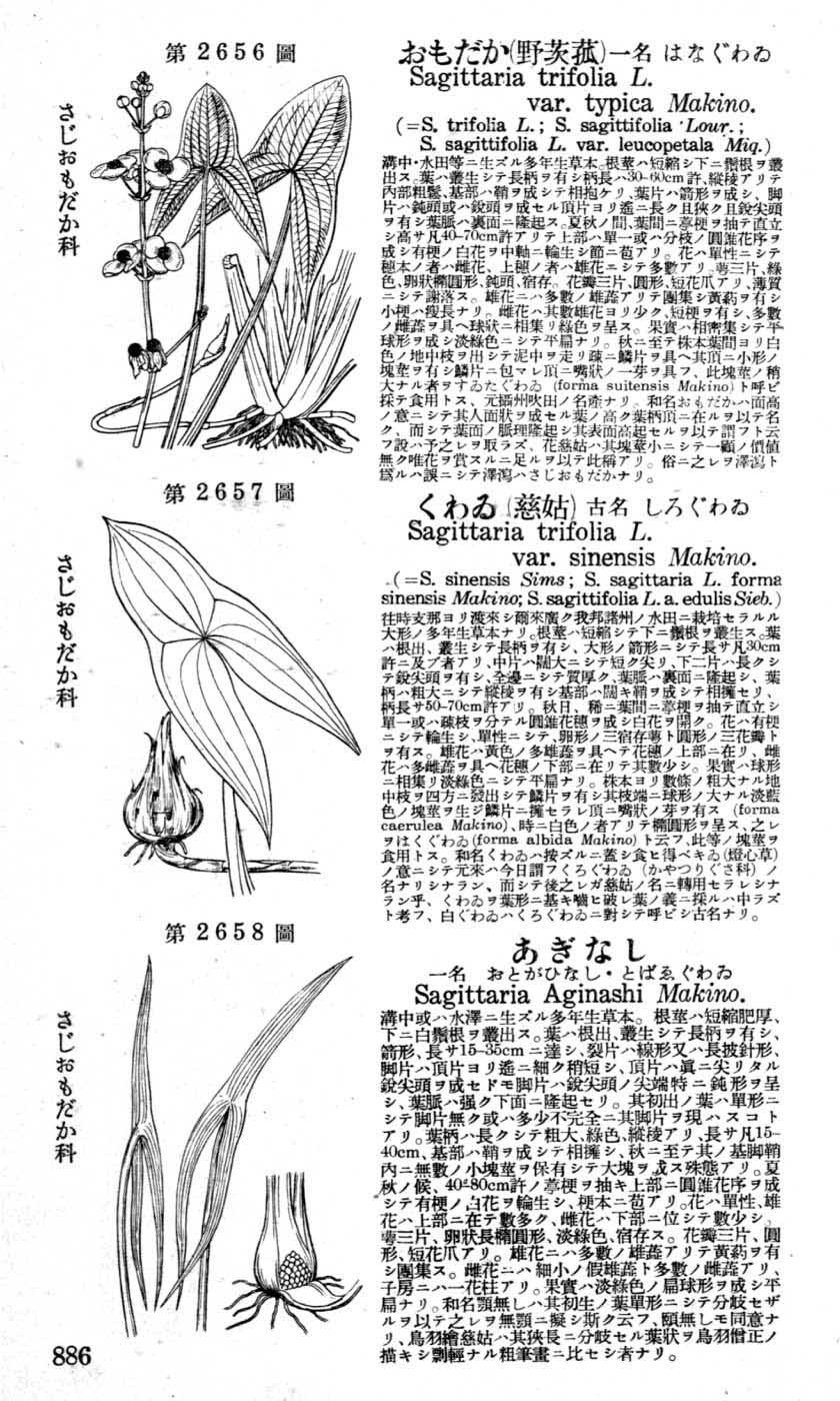 植物図鑑