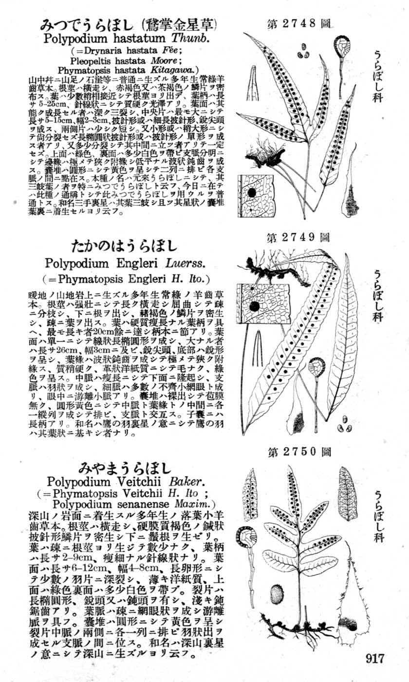 植物図鑑