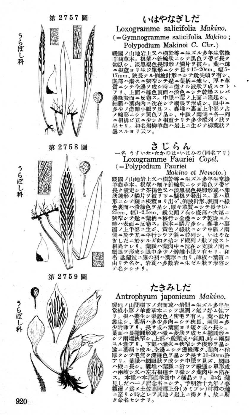 植物図鑑