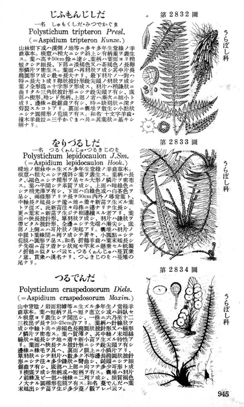 植物図鑑