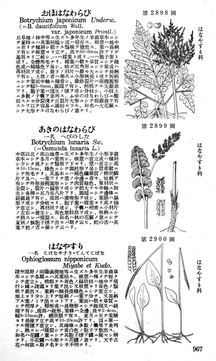 植物図鑑