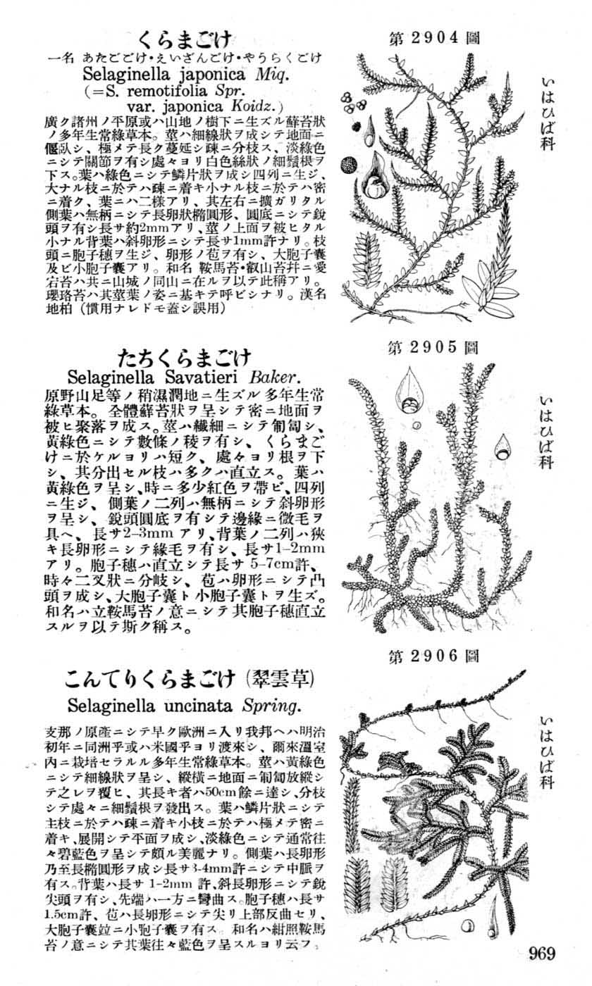 植物図鑑