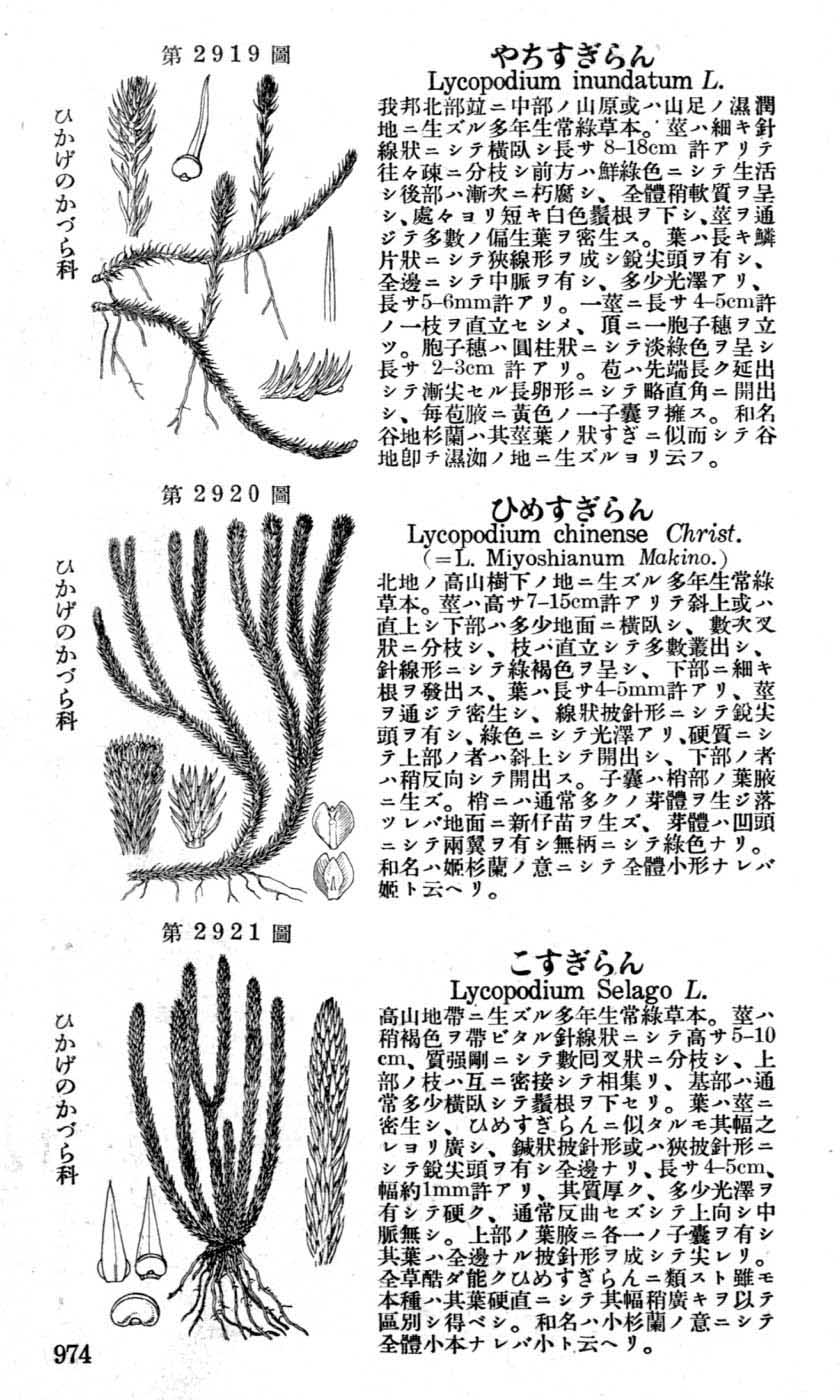 植物図鑑