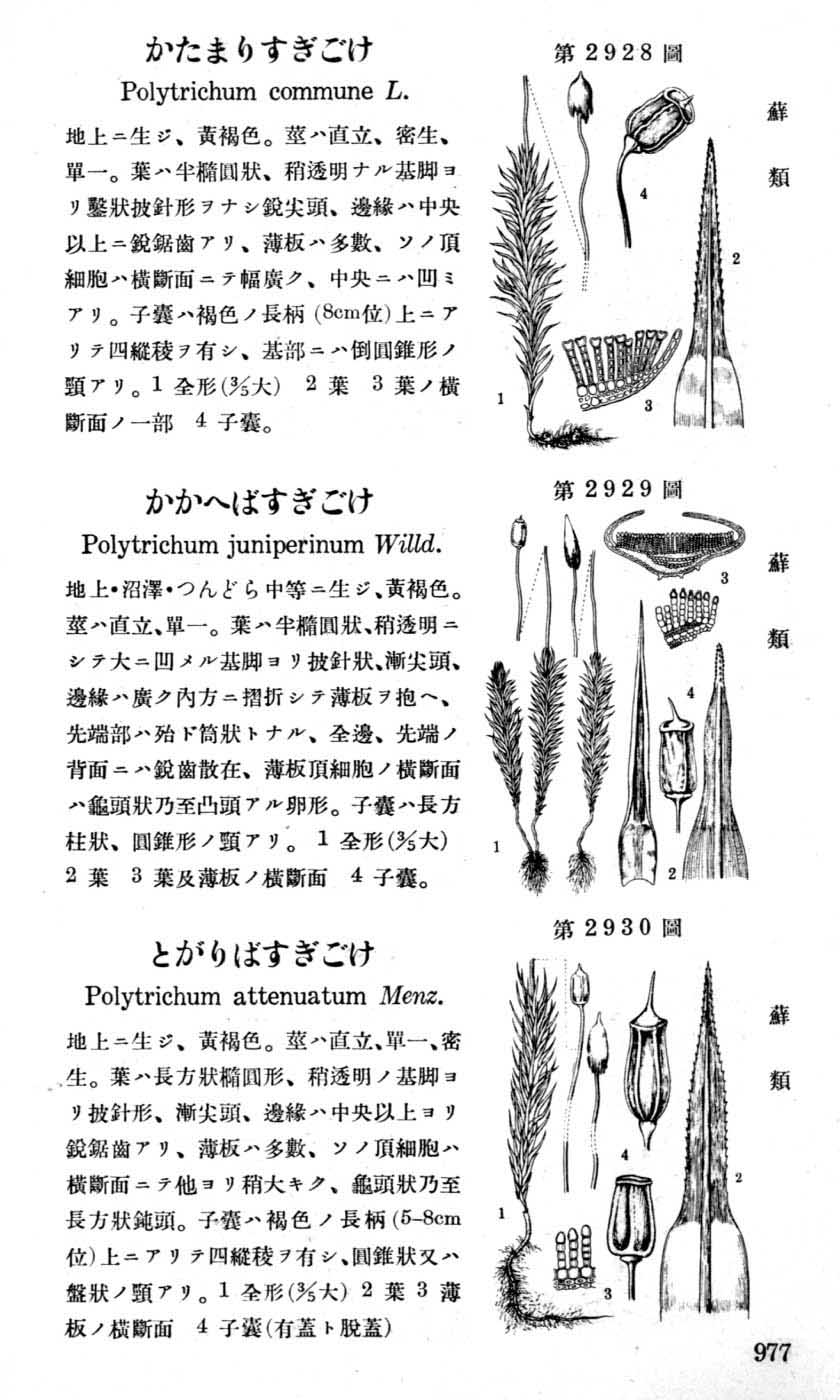 植物図鑑