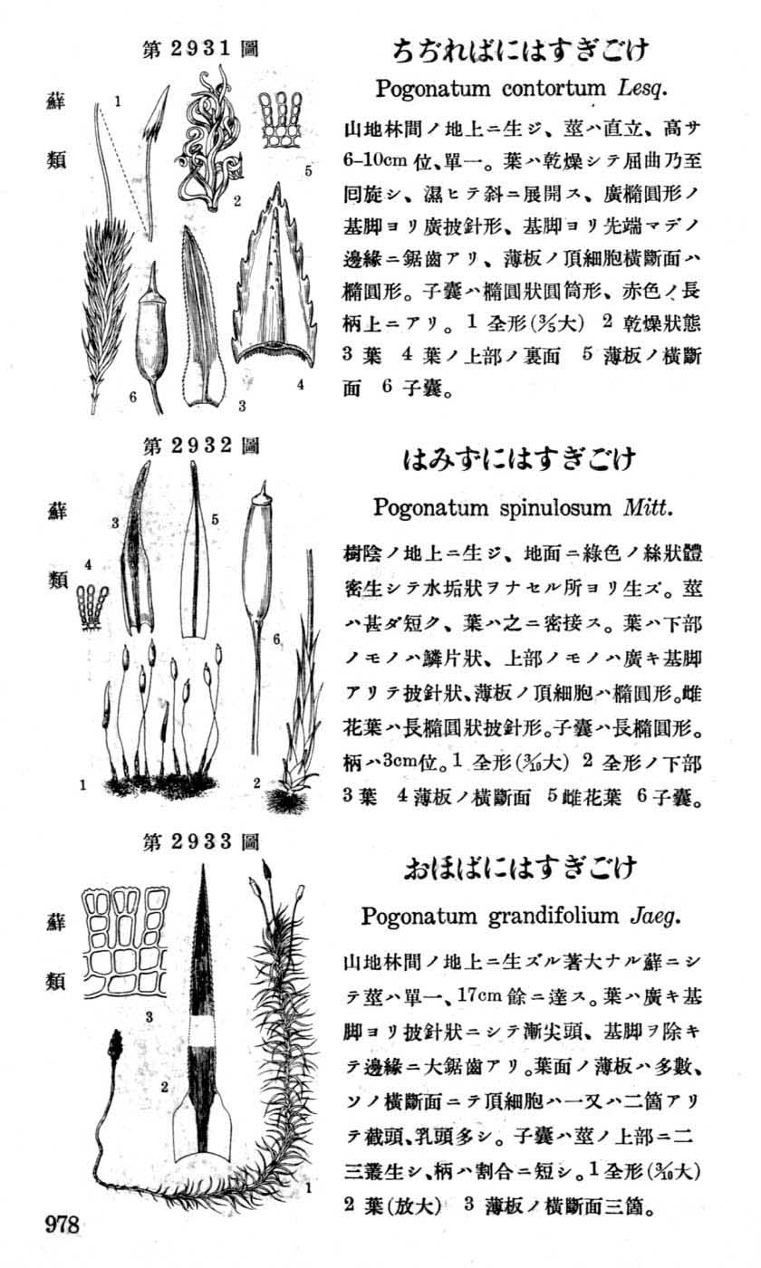 植物図鑑