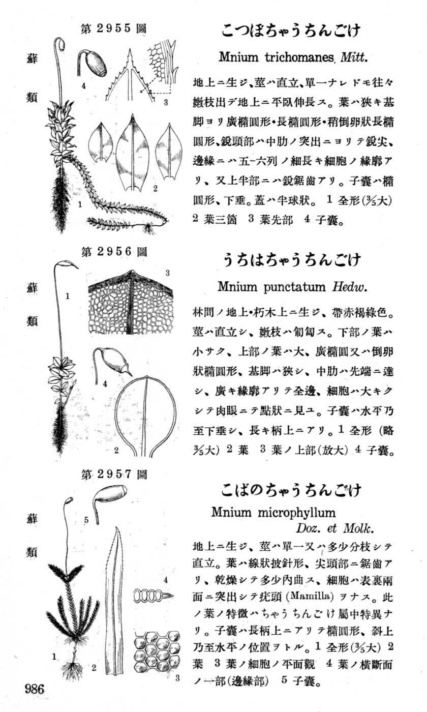 植物図鑑