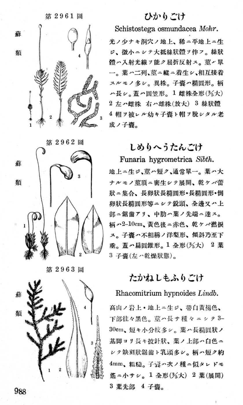 植物図鑑