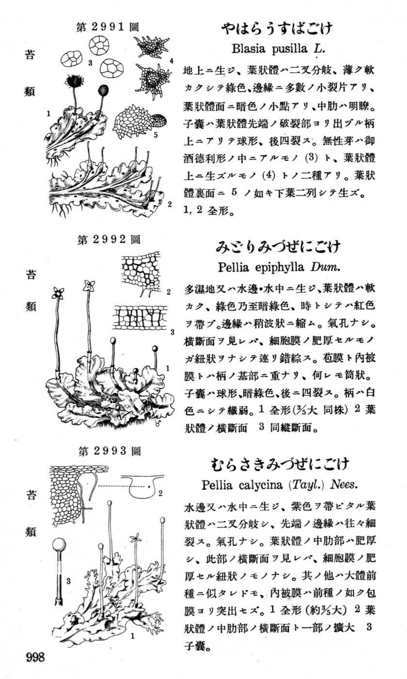 植物図鑑